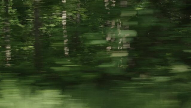 Driving plate side view of green mixed forest on summer sunny day from car