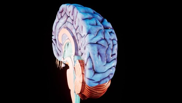 Inflammation of the brain. Human brain Anatomical Model 3D glossy brain