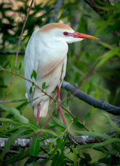 Breeding Cattle Egret (bubulous ibis) nesting in the trees along the shore in St. Helena Island, South Carolina.