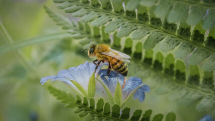 Honey bee sitting on and pollinating blue flowers