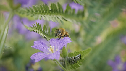 Honey bee sitting on and pollinating purple flowers