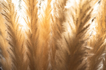 Pampas grass blurred, abstract nature background. Cortaderia selloana plant with blur.