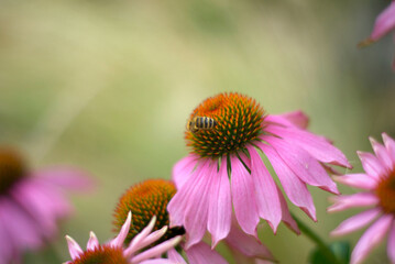 Honey bee sitting on and pollinating pink flowers