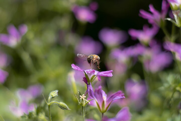 Honey bee sitting on and pollinating purple flowers