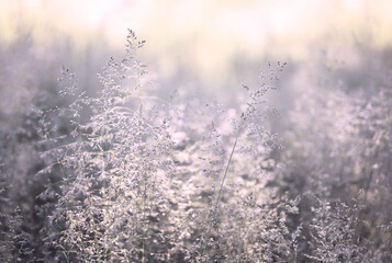 Grass background. Fluffy grass in the rays of the morning sun. Summer meadow. Backlight, shallow depth of field.