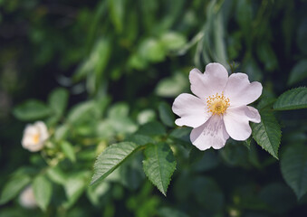Rosehip flower on a bush. Blurred background with copy space.