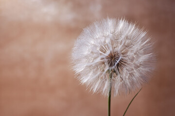 Background with fluffy dandelion seeds. One giant dandelion close-up on a beige background with copy space.