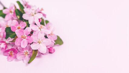 Spring banner. Blossoming branch of an apple tree on a pink background, copy space.