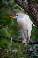 Breeding Cattle Egret (bubulous ibis) nesting in the trees along the shore in St. Helena Island, South Carolina.