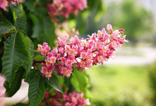 Natural spring background. Blooming pink chestnut close-up Blurred background .