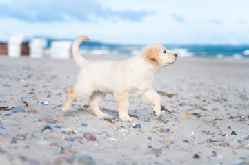 Golden Retriever Welpe an Ostsee