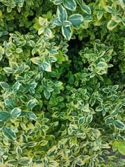 Fototapeta na wymiar Fortune's euonymus, Emerald Gaiety. Lots of bicolor leaves, can be used as background or texture
