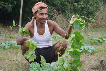 Farmer 's growing gourd in their field