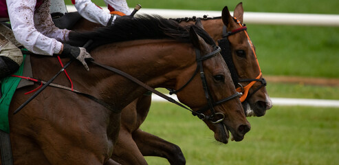 Close up on two race horses galloping for winning position 