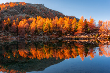 Amazing reflections of red leaves trees over Lake Arpy in the Alps of Aosta Valley Italy