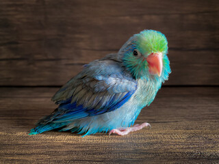 Forpus blue color parrot bird on the table