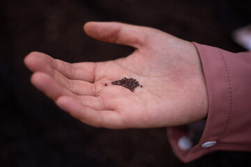 Close-up of a woman's hand holding kale seeds