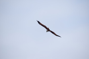 The auspicious eagle in flight.