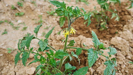 Tomato seedling with flowers on the blurred backgorund, selective focus.