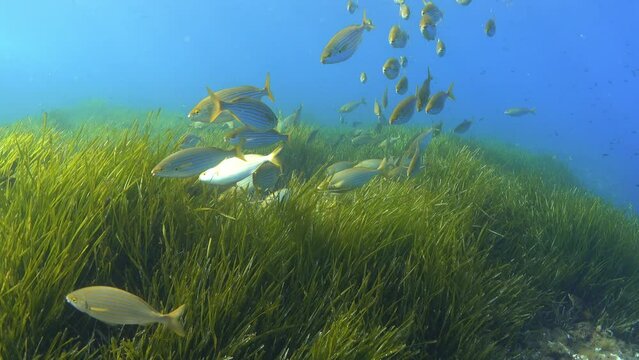 Nature undersea - Glod banded  fish shoal over a green Posidonia field