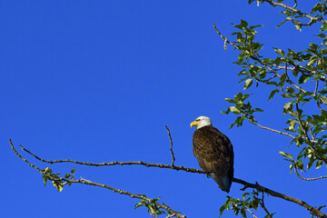 Bald eagle perched on a branch in a bright blue sky.