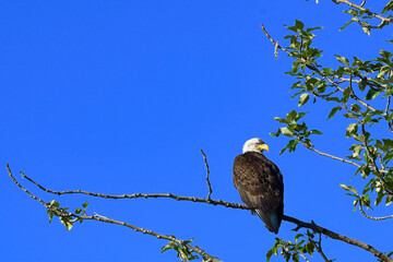 Bald eagle (Haliaeetus leucocephalus) perched on a branch in a bright blue sky.