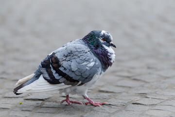 Pidgeon on Stone Pavement