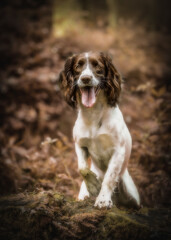 english springer spaniel