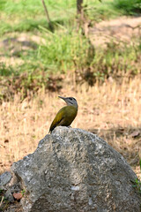 closeup the green red woodpeckers bird hold and sitting on the grey stone soft focus natural green brown background.