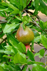 closeup the green ripe pomegranate growing with leaves and branch in the farm soft focus natural green brown background.