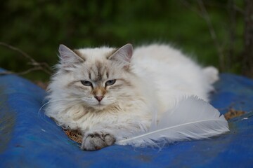 Purebred Neva masquerade kitten. Tabby pointed with blue eyes