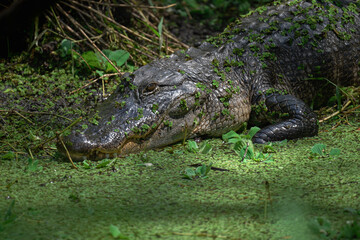 Alligator lurking in the muck