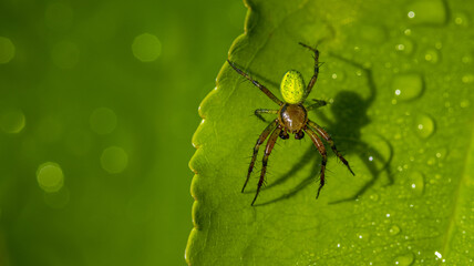 pająk krzyżak na liściu na zielonym tle