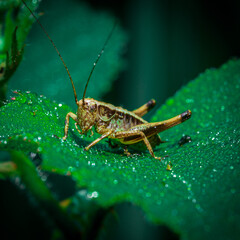 leśny konik polny w porannej rosie © Marcin C