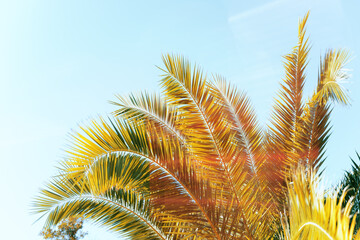 beautiful summer background with palm trees and sunlight