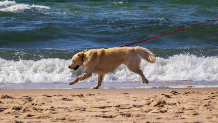 pies golden retriever na wakacjach nad morzem bałtyckim