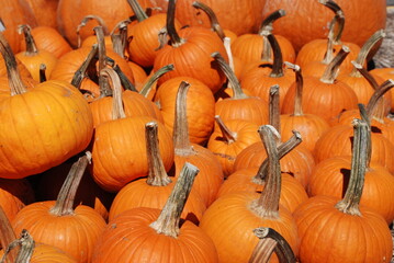 Pumpkins