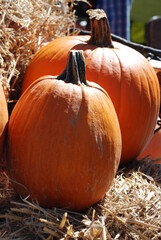 Pumpkins