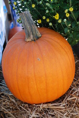 Pumpkins