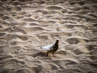 ハワイ・オアフ島・ホノルルでの旅行を楽しむ