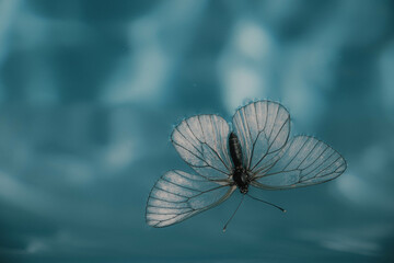 butterfly with spread wings against the blue sky