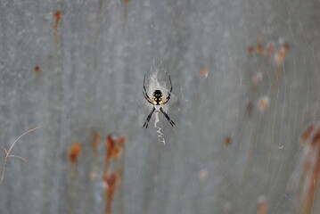 spider on the web