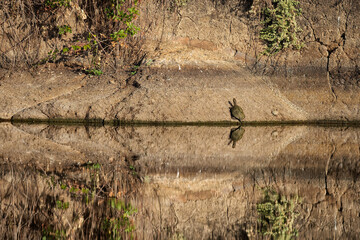 Turtle on the shore of a lagoon.