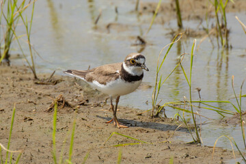 植えたての田んぼとコチドリ