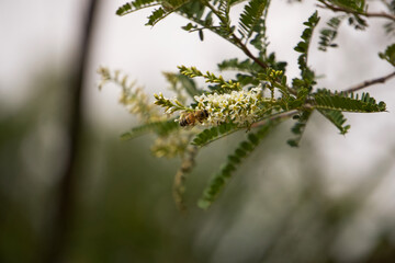 A small bee perches on the flower of a tree