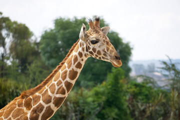 The long neck and head of a giraffe