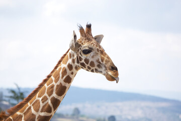 The long neck and head of a giraffe