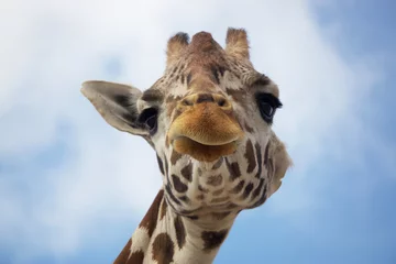 Fotobehang The head of a giraffe © YoDash