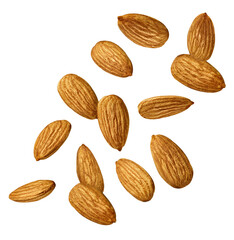 almond nut food healthy organic natural ingredient snack isolated seed brown fruit closeup nutrition group