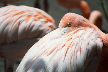 Fototapeta premium A flamingo rests its head within its pink plumage